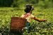 India Tea Exports