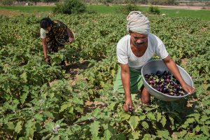 India Vegetable Production