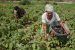 India Vegetable Production