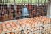 India’s Egg Production