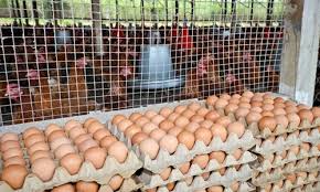 India’s Egg Production
