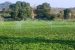 Integrated Scheme of Oilseeds, Pulses, Oil Palm and Maize