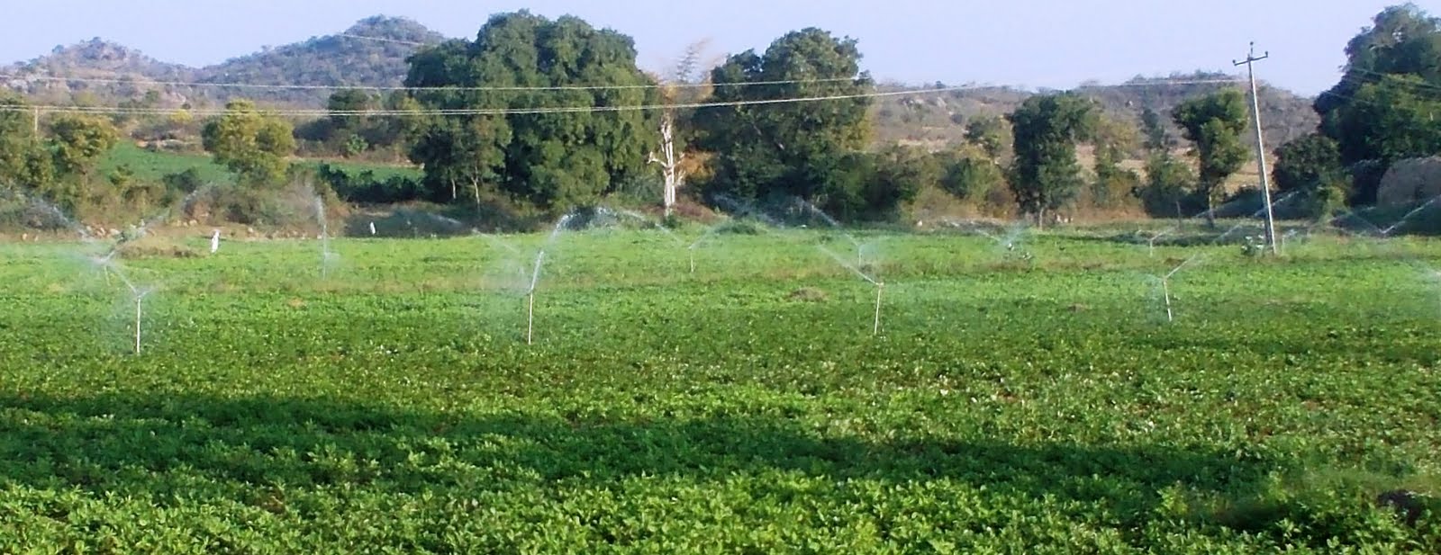 Integrated Scheme of Oilseeds, Pulses, Oil Palm and Maize