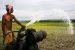 Irrigation in India