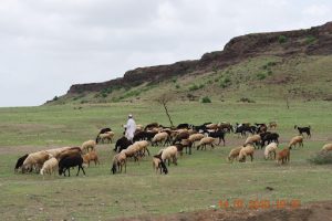 Livestock in India