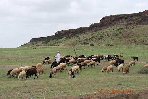 Livestock in India