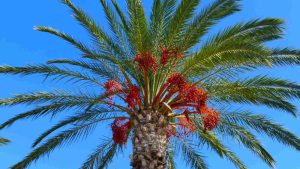 Problems in Date Palm Cultivation