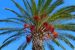 Problems in Date Palm Cultivation