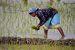 Production of Plantation Crops in India