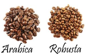 Robusta Coffee