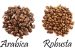 Robusta Coffee