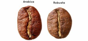 Robusta Coffee vs. Arabica Coffee