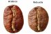 Robusta Coffee vs. Arabica Coffee