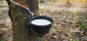 Rubber production in Brazil