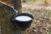 Rubber production in Brazil