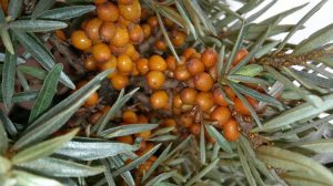 Sea buckthorn distribution