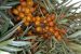 Sea buckthorn distribution