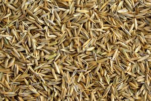 Seed Crop Insurance