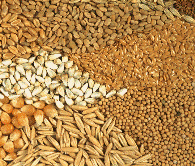 Seeds Bill 2004
