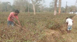 Tea imports by India