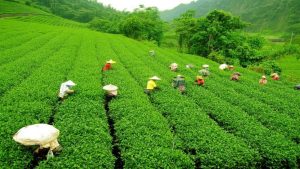 Tea production in India