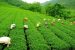 Tea production in India