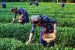 Tea production worldwide