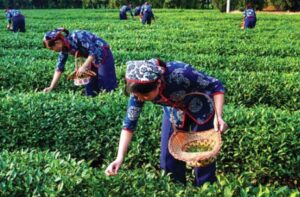 Tea production worldwide