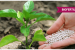 Bio-fertilizers