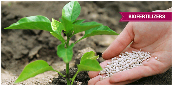 Bio-fertilizers