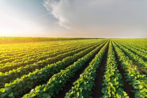 Plantation Crop