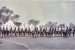 Imperial Cadet Corps