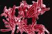 Drug Resistant Tuberculosis