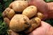 Amflora Potato