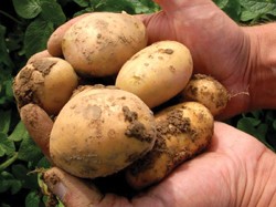 Amflora Potato