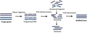 DNA Shuffling