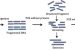 DNA Shuffling