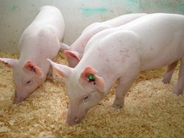 Enviropig