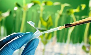 Genetic Engineering and the Environment