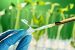 Genetic Engineering and the Environment