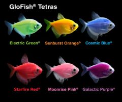 GloFish
