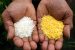 Golden Rice