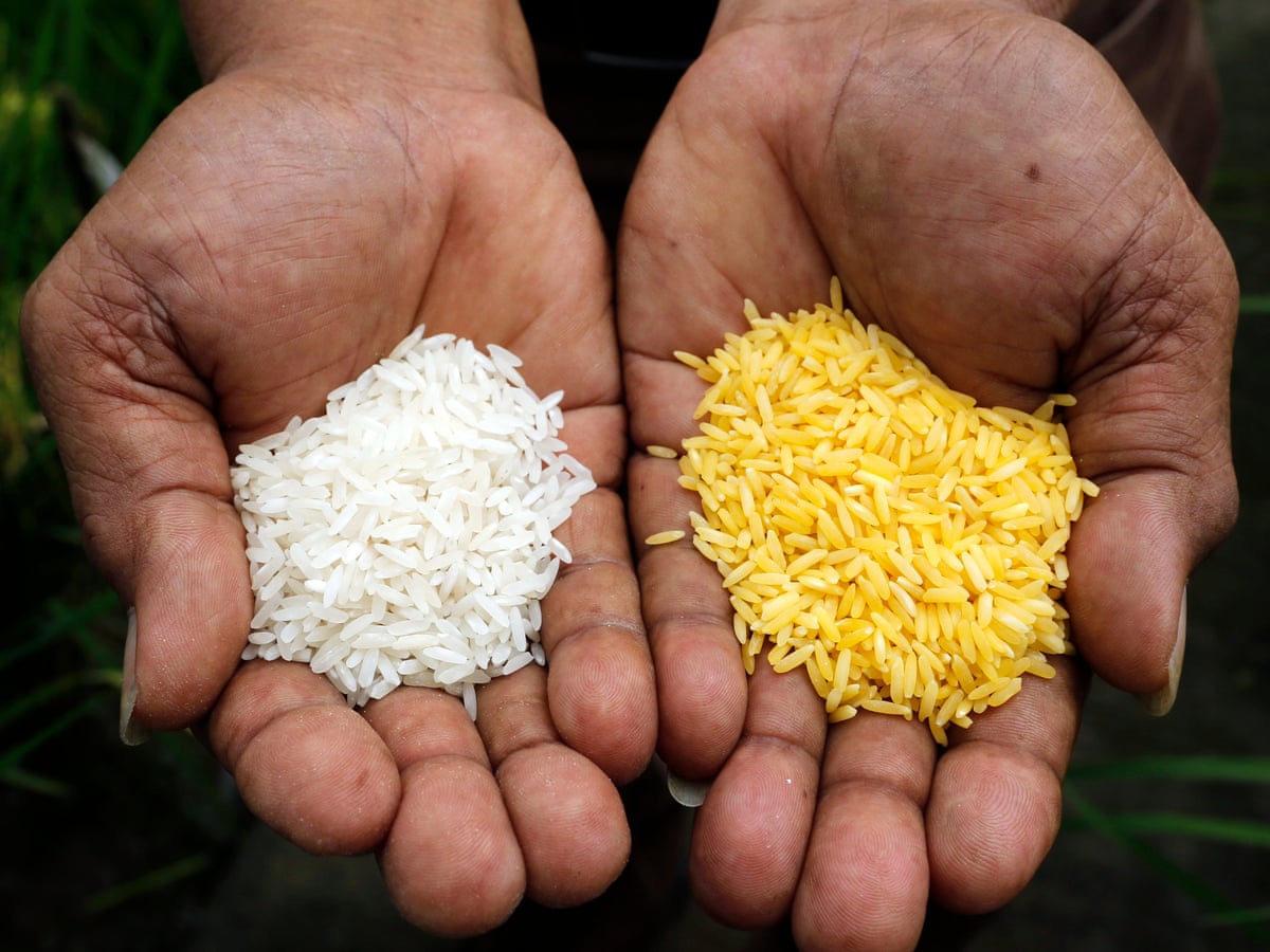 Golden Rice