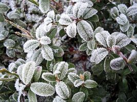 Ice-minus bacteria