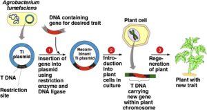 Transgenic plants and animals