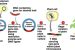 Transgenic plants and animals