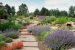 Xeriscaping
