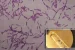 Bacillus F