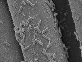 Bacillus stratosphericus