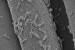 Bacillus stratosphericus